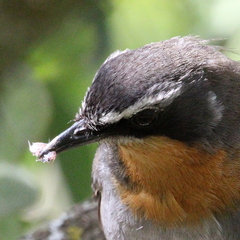 Cossypha caffra caffra