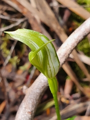 Pterostylis scabrida