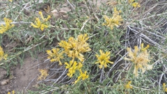 Chrysothamnus viscidiflorus viscidiflorus