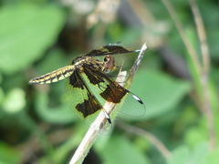 Palpopleura portia