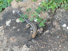 Trachylepis quinquetaeniata