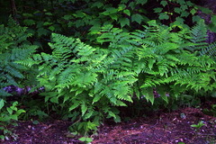 Pteridium aquilinum latiusculum