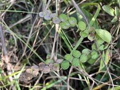 Phyllodium pulchellum