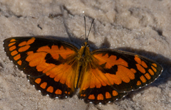 Byblia anvatara acheloia