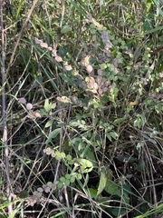 Phyllodium pulchellum