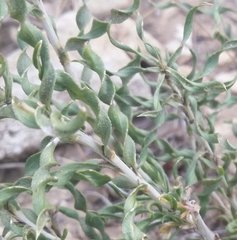 Chrysothamnus viscidiflorus viscidiflorus