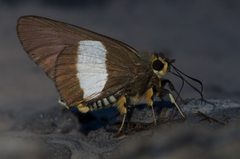 Coeliades forestan forestan