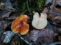 Flammulina