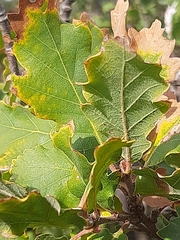 Quercus pubescens