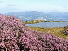 Rubus phoenicolasius