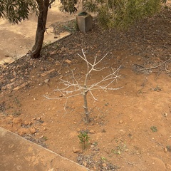 Adansonia