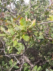 Quercus pubescens
