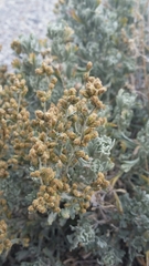Artemisia rothrockii