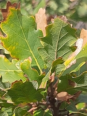 Quercus pubescens