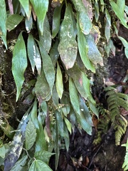 Antrophyum formosanum