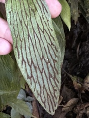 Antrophyum formosanum