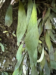 Antrophyum formosanum