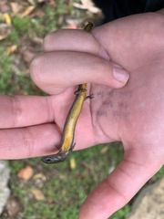 Hemiergis decresiensis