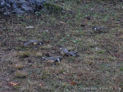 Pterorhinus albogularis