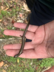 Hemiergis decresiensis