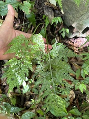 Asplenium ritoense