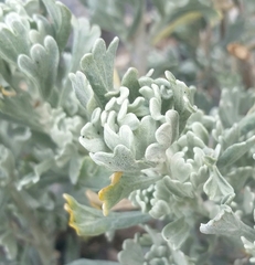 Artemisia rothrockii