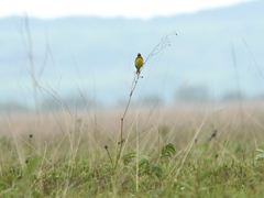 Emberiza aureola