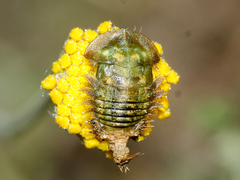 Cassida hyalina