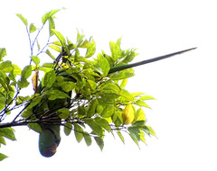 Psittacula eupatria