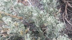 Artemisia rothrockii