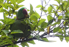 Psittacula eupatria