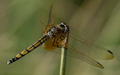 Trithemis monardi