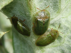 Cassida deflorata