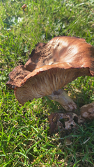 Tricholoma fracticum