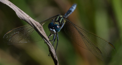 Orthetrum icteromelas