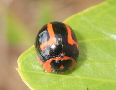 Dicranosterna selene