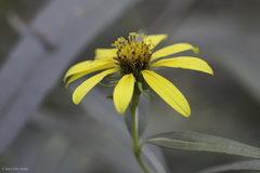 Helianthus californicus