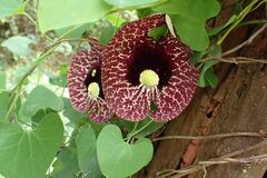 Aristolochia littoralis