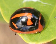 Dicranosterna selene