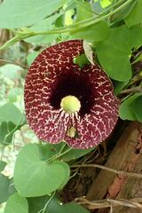 Aristolochia littoralis