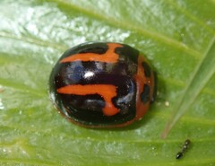 Dicranosterna selene