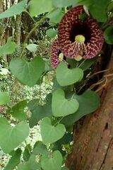Aristolochia littoralis