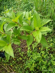 Psidium guajava