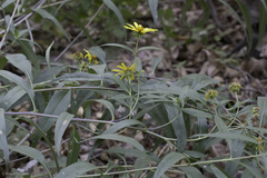 Helianthus californicus