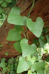 Aristolochia littoralis