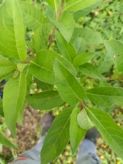 Psidium guajava