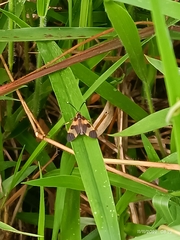 Dycladia