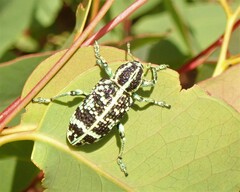Chrysolopus spectabilis