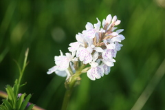 Dactylorhiza maculata