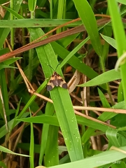 Dycladia